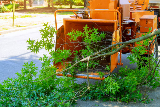 Best Emergency Tree Removal  in Middletown, OH