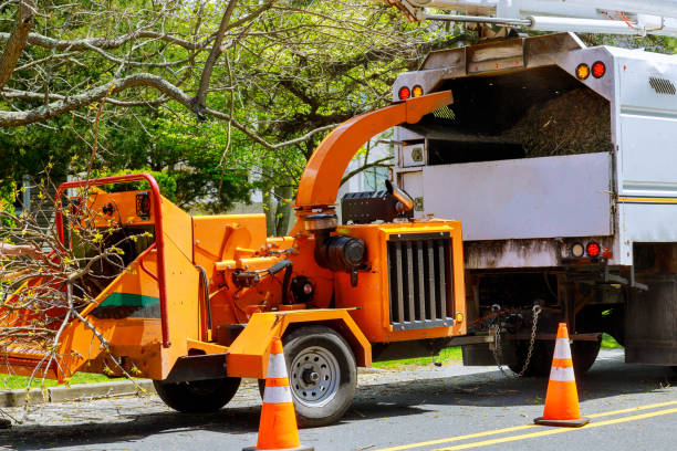 Best Root Management and Removal  in Middletown, OH