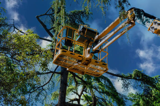 Professional Tree Services in Middletown, OH