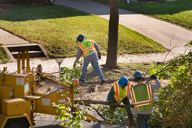 Best Tree Disease Treatment  in Middletown, OH