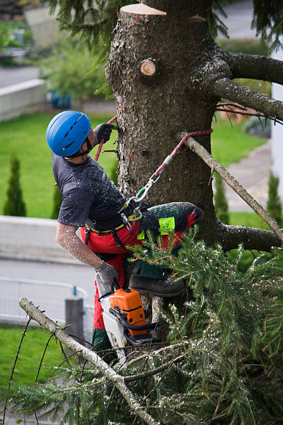 Best Tree Risk Assessment  in Middletown, OH