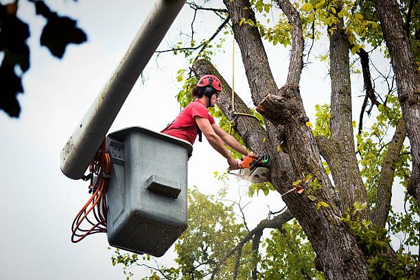 Best Tree Maintenance Programs  in Middletown, OH